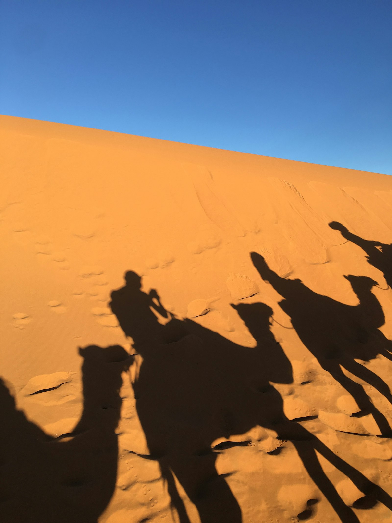 Camel caravan crossing rippled orange dunes of the Sahara desert at sunset in Morocco